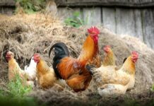 Multas de hasta 3000 euros por tener gallinas sin registrarlas Multa por comer huevos de tus propias gallinas