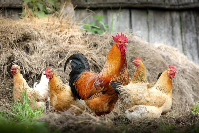 Multa por comer huevos de tus propias gallinas