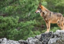 Se autoriza la caza del lobo en España Vuelve la caza del lobo ibérico en Epaña