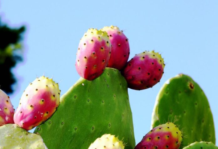 Higos chumbos: Propiedades y beneficios