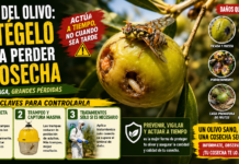 Mosca del olivo: protégelo y evita perder la cosecha Bactrocera oleae
